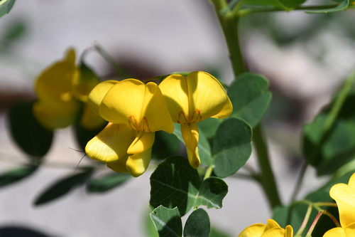 Bladder-senna
