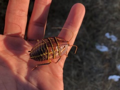 Polyzosteria mitchelli