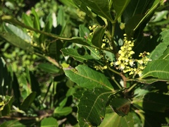 Allophylus natalensis