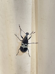 Acanthothorax