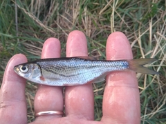 Alburnoides rossicus