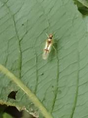 Hyaliodes