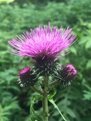 Cirsium alsophilum