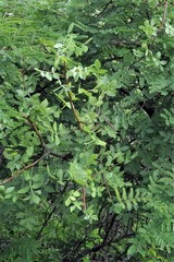 Bursera linanoe