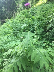 Cirsium alsophilum