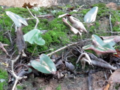 Mickelopteris cordata