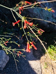 Gambelia juncea