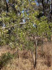 Acacia melanoxylon