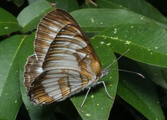 Mestra