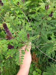 Amorpha canescens