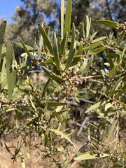 Acacia melanoxylon