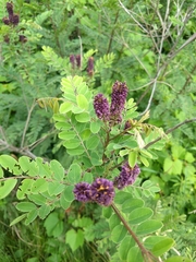 Amorpha canescens
