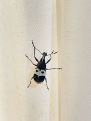 Acanthothorax