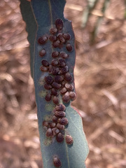 Spondyliaspis plicatuloides