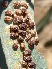 Spondyliaspis plicatuloides