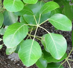 Heptapleurum venulosum