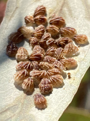 Spondyliaspis plicatuloides