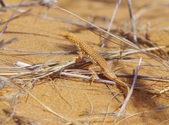 Meroles cuneirostris
