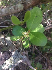 Maytenus procumbens