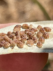 Spondyliaspis plicatuloides