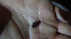 Maladera holosericea