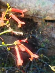Gambelia juncea