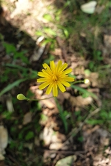 Scorzoneroides autumnalis