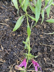 Salvia pentstemonoides