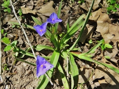 Tradescantia subacaulis