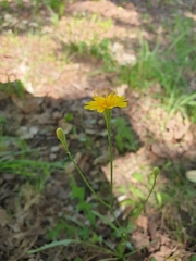 Scorzoneroides autumnalis