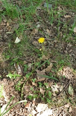 Scorzoneroides autumnalis