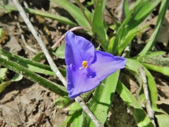 Tradescantia subacaulis