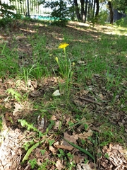 Scorzoneroides autumnalis