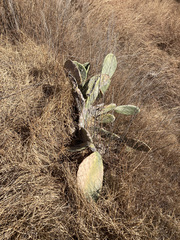 Opuntia ficus-indica