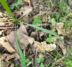 Scorzoneroides autumnalis