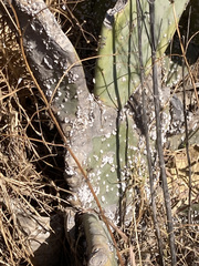 Opuntia ficus-indica