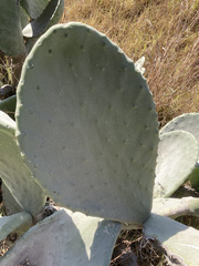 Opuntia ficus-indica