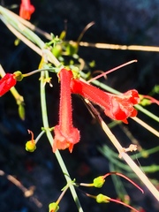 Gambelia juncea