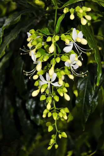 Clerodendrum wallichii