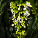 Clerodendrum laevifolium - Photo (c) Mike Carbonaro,  זכויות יוצרים חלקיות (CC BY)