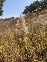 Phragmites mauritianus