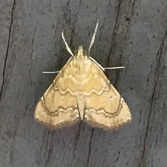 Glaphyria sesquistrialis