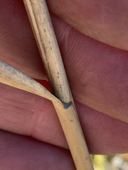 Phragmites mauritianus