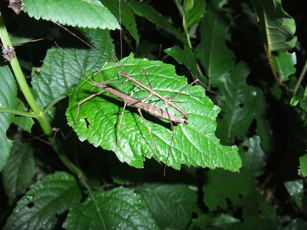 Ocnophiloidea