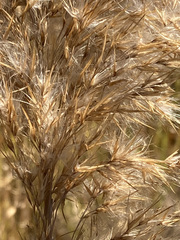 Phragmites mauritianus