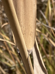 Phragmites mauritianus