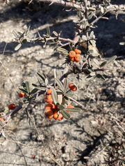 Pyracantha angustifolia