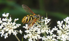 Chrysotoxum pubescens