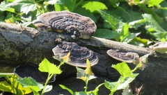 Trametes