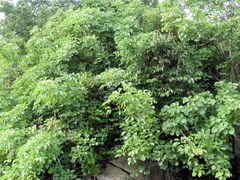 Heptapleurum venulosum